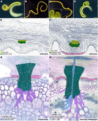 Cuscuta species: Model organisms for haustorium development in stem holoparasitic plants